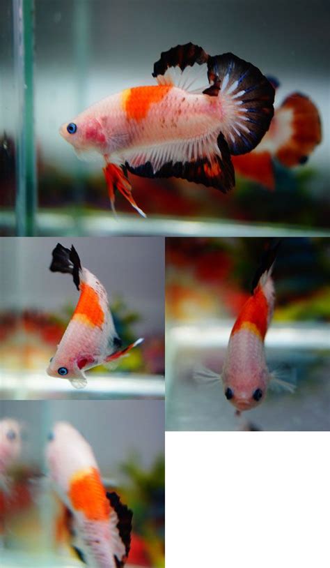 fwbettashmp1391071289 - ***KOI*** | Betta fish, Betta breeding, Beautiful fish