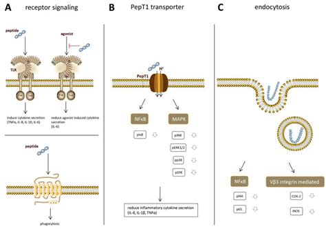 Overview of mechanisms described in the literature via which peptides ...