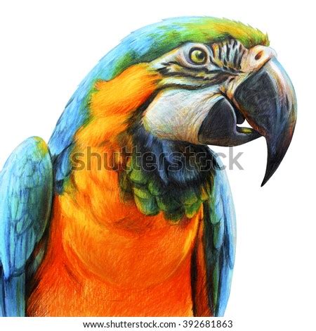 Parrot Stock Photos, Images, & Pictures | Shutterstock