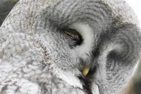 Sleeping Owl Free Stock Photo - Public Domain Pictures