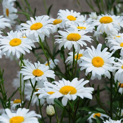 Shasta Daisy Seeds - Chrysanthemum Maximum Wild Flower Seed