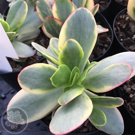 Crassula platyphylla variegated – Succulents Australia Sales