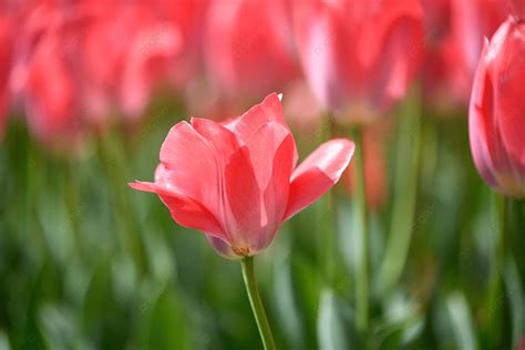 Flower Field Pink Tulip Sunny Day Background, Spring Tour, Photography, Sunny Day Background ...