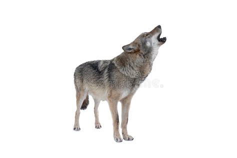 Howling Gray Wolf Isolated on White Stock Photo - Image of fear, predator: 219750388