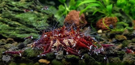 Sulawesi Shrimp Care Guide - Shrimp Nation