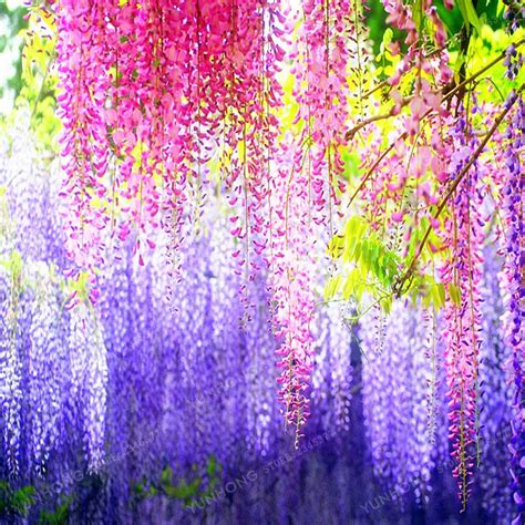 Wisteria Wisteria Vine Saplings Seed Upscale Vegetable Garden Plants Flower Seeds 5 Seeds Easy ...