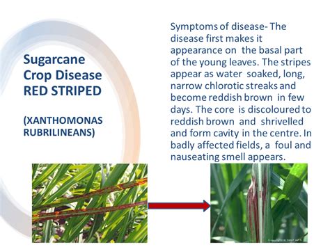 Sugarcane Crop Disease RED STRIPED (XANTHOMONAS RUBRILINEANS)