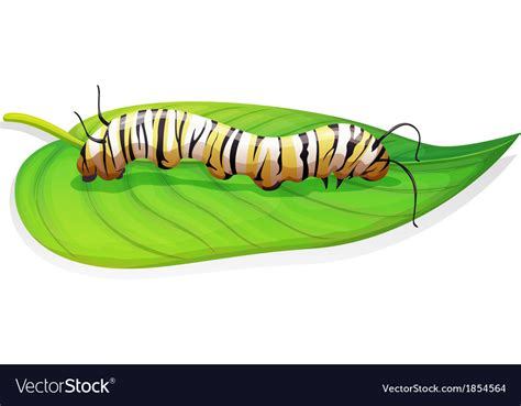 Monarch butterfly - Danaus plexippus - larva stage