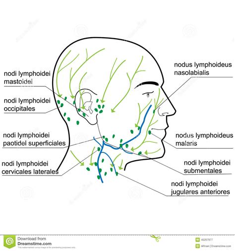 Lymph Nodes Of The Head And Neck. Stock Vector - Image: 45207977