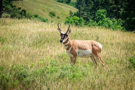 Custer State Park Wildlife Loop: How to See Amazing Wildlife