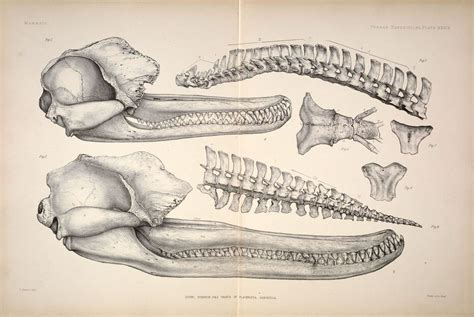 n124_w1150 | River dolphin, Dolphins, Skeleton drawings