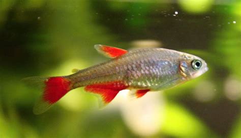 Bloodfin Tetra - Care, Feed, Breeding, Diseases - Inland Aquatics