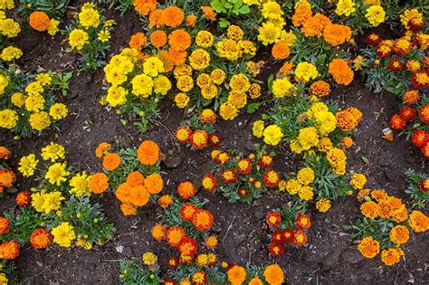 When and How to Plant Marigold Seeds | Gardener’s Path