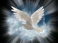 37 Beautiful Dove's symbol of peace and beauty ideas | dove pictures ...