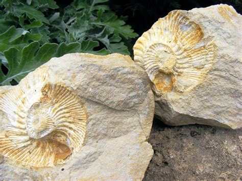 Fossil mollusks stock image. Image of shell, prehistoric - 9443075