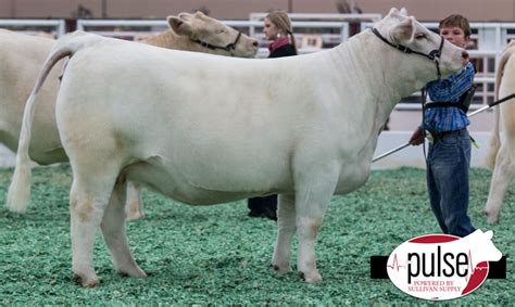 San Antonio Stock Show | Junior Charolais Show | The Pulse