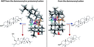 The protosteryl and dammarenyl cation dichotomy in polycyclic triterpene biosynthesis revisited ...