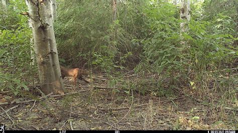 Bobcat Sighting Signals a Habitat Restoration Win | Oxbow Farm ...