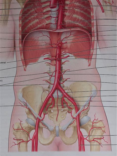 Diagram of trunk arteries | Quizlet