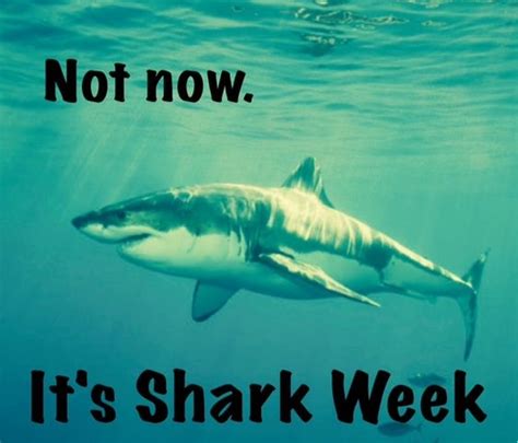Funny Shark Week Memes for 2024 - Lola Lambchops