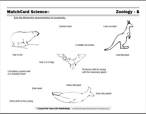 Zoology Curriculum