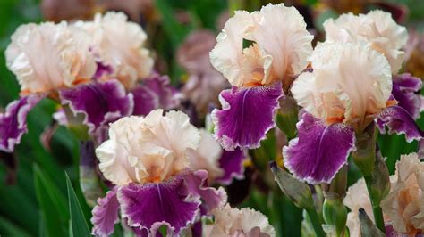 Best bearded iris varieties: 12 stunning types to try | Homes & Gardens