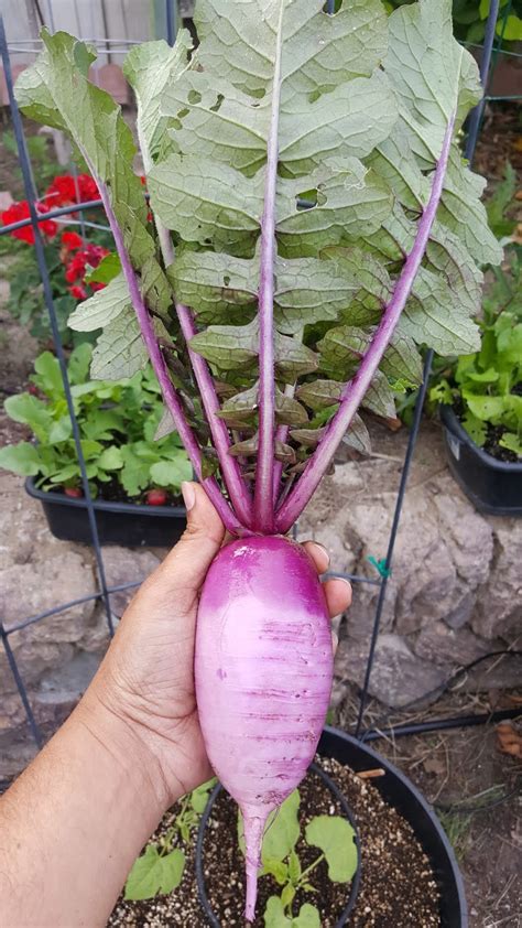 Growing Purple Daikon Radish In Containers