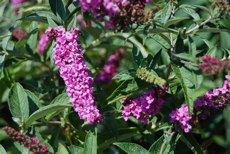 Buddleia (Butterfly Bush)