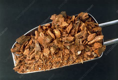 Cinchona bark - Stock Image - M750/0260 - Science Photo Library