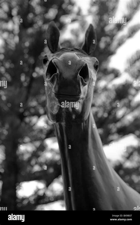 Head of the statue to Makybe Diva in Port Lincoln Australia. The horse was three times Melbourne ...