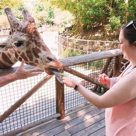 Laura Bedokis feeding the giraffes at the Memphis Tennessee Zoo. | Road trip usa, Family summer ...