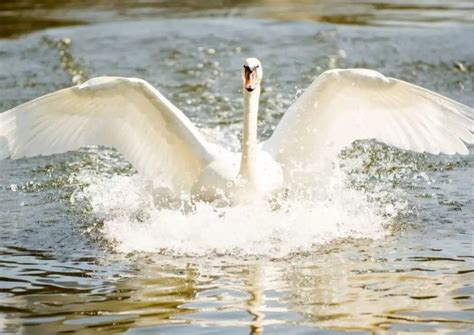 Swan Behavior - AnimalBehaviorCorner