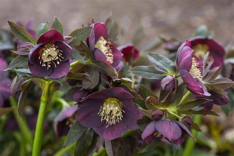 How to Grow and Care for Hellebore