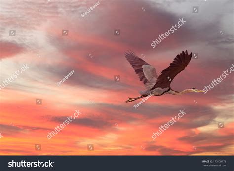 Great Blue Heron Flying Sunset Stock Photo (Edit Now) 177609773