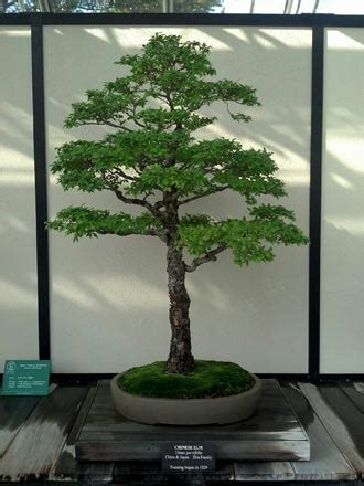 The Formal and Informal Upright Styles in Bonsai - Gardening Site