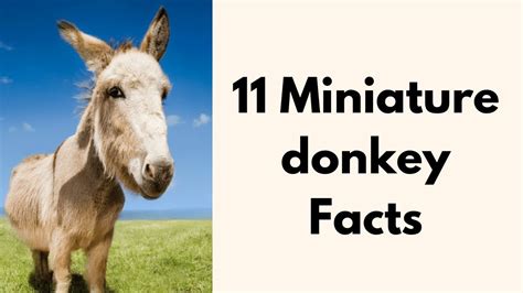 11 Miniature Donkey Facts - YouTube