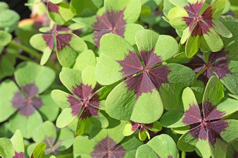 How to Grow and Care for Oxalis (Wood Sorrel) | Gardener’s Path