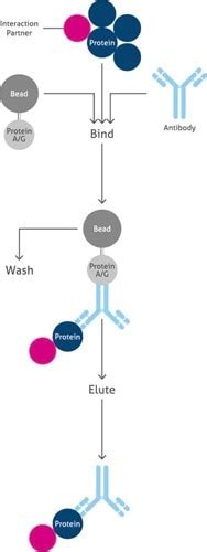 Immunoprecipitation: Applications, Uses, & Types