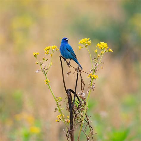 Indigo Bunting Photos, Download The BEST Free Indigo Bunting Stock Photos & HD Images