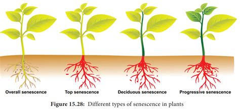 Senescence - Types, Physiology, Factors affecting, Morphological and ...