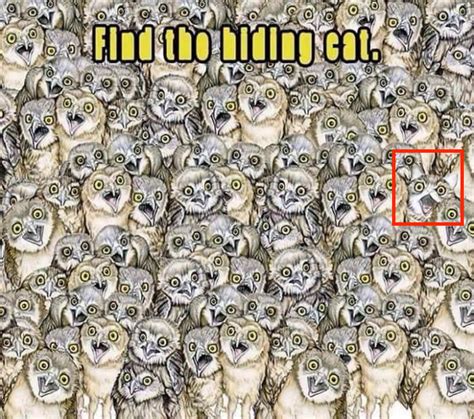 Find hidden cat – Brain Puzzles