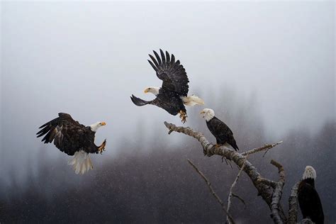 National Geographic selects ‘Pictures of the Year’ photo contest winner: Digital Photography Review