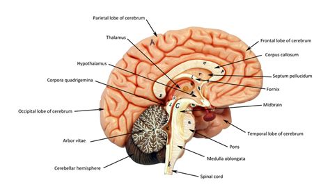 Brain-Midsagittal Section Diagram | Quizlet