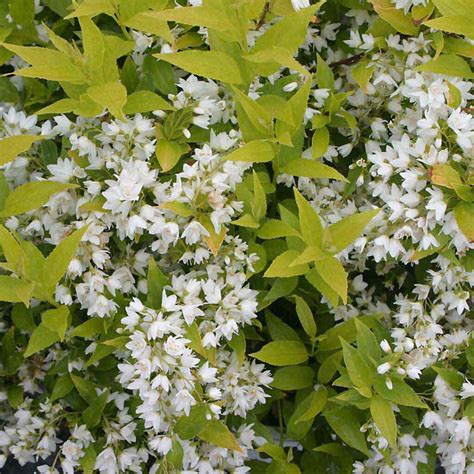 Deutzia Chardonnay Pearls - Sugar Creek Gardens