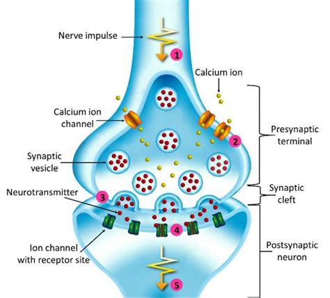 Diagram of synaptic transmissi [IMAGE] | EurekAlert! Science News Releases