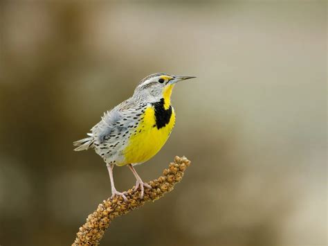 18 Montana State Bird Facts - Facts.net