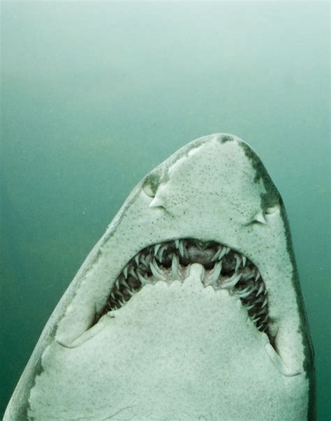 Up close picture of a live great white sharks mouth and teeth. WOW! look at all of those teeth ...