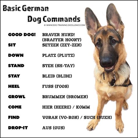 Best German Shepherd Names to Catch your Dog's Attention | German dog commands, German dogs, Dog ...