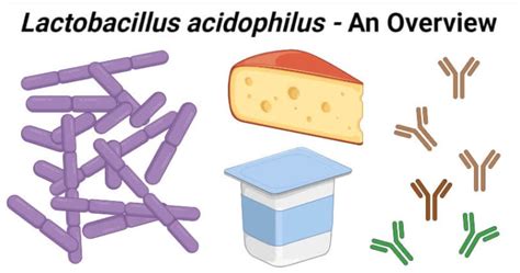 Lactobacillus acidophilus- An Overview - Microbe Notes