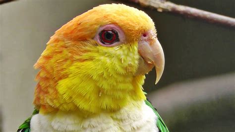 Bird In Everything: Caique Bird